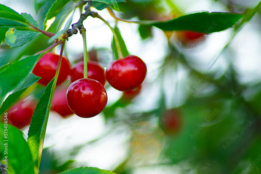 red ripe heart cherries hanging on the branch of a cherry tree, surrounded by green leaves and other cherries in the background