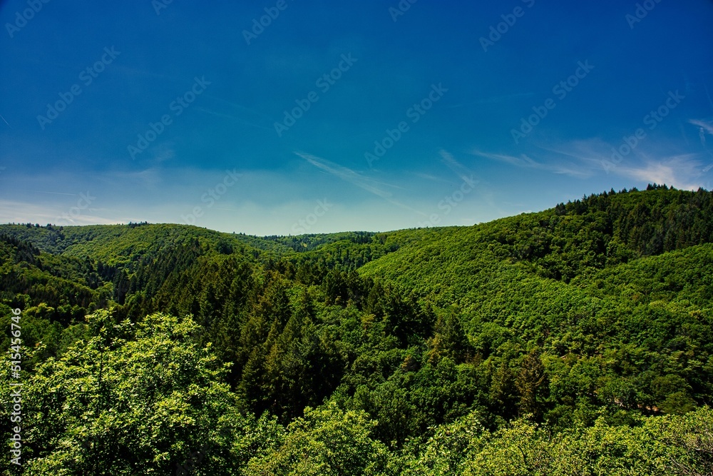 Grüne Bäume und blauer Himmel