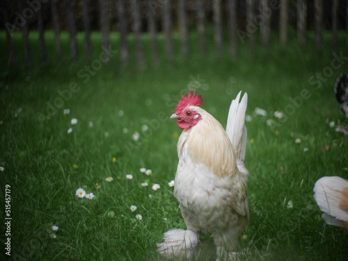 rooster in the garden