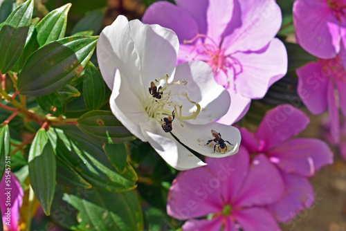 Stingless bees on Silverleafed Princess flower (Tibouchina Mutabilis) photo