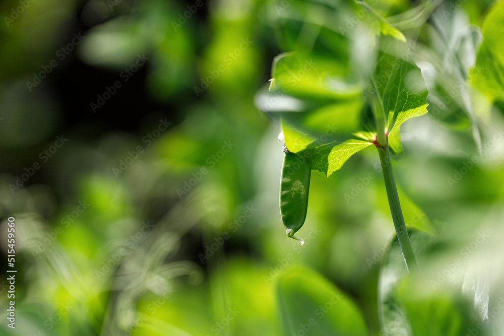 Green young peas grow on a stalk in a vegetable garden. harvest. Agriculture plant growing in bed row. .Sprouts of peas. Green young peas grow on a stalk in a vegetable garden. harvest. Agriculture plant growing in bed row. .Sprouts of peas.