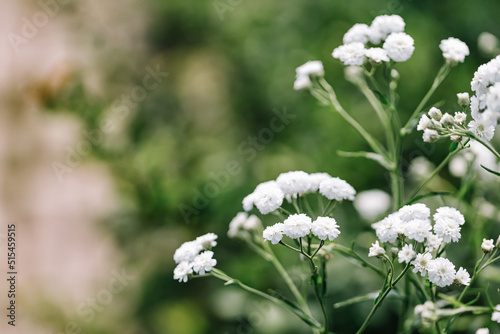 White gypsophila flowers in a garden, green background. Baby's-breath, babe's breath. Summer. Home decoration concept.