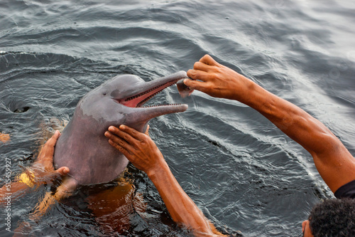 man feeding pink river dolphin photo