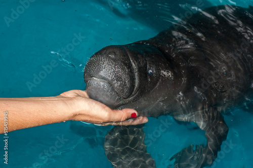 captive manatee baby
