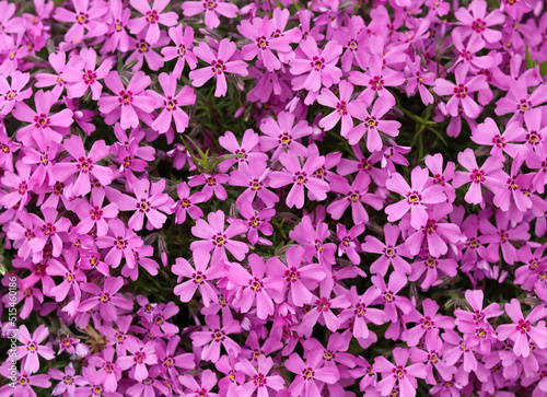 Background of purple flowers Phlox in spring