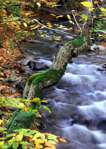 autumn view of the brook in the Carpathians