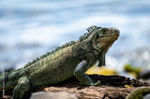 Iguane de profil en bord de mer (Martinique)