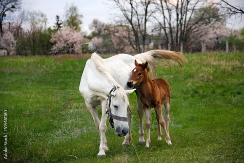 Mother Horse and Colt