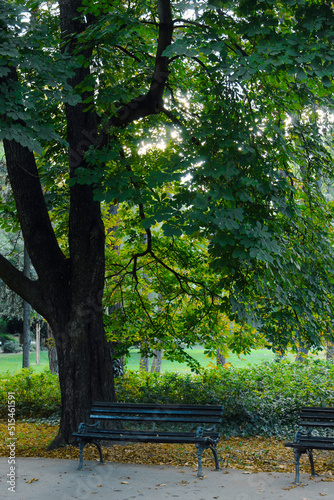 bench in the park