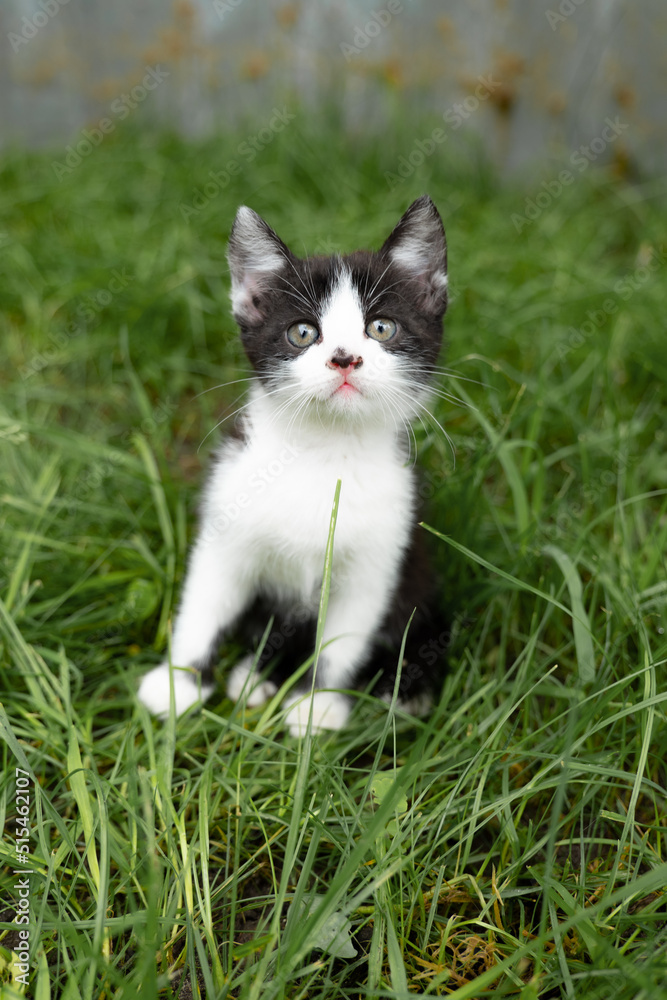 Portrait of a little kitten in green grass on the nature Portrait of a little kitten in green grass on the nature