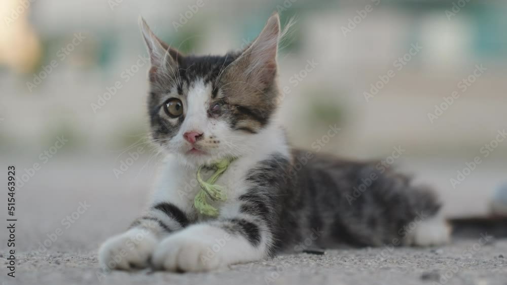 A kitten without one eye lies on the asphalt and looks around, close-up.