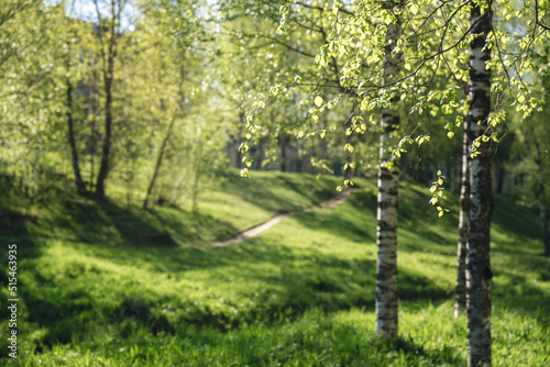 Fototapeta Naklejka Na Ścianę i Meble -  beautiful birch forest in summer