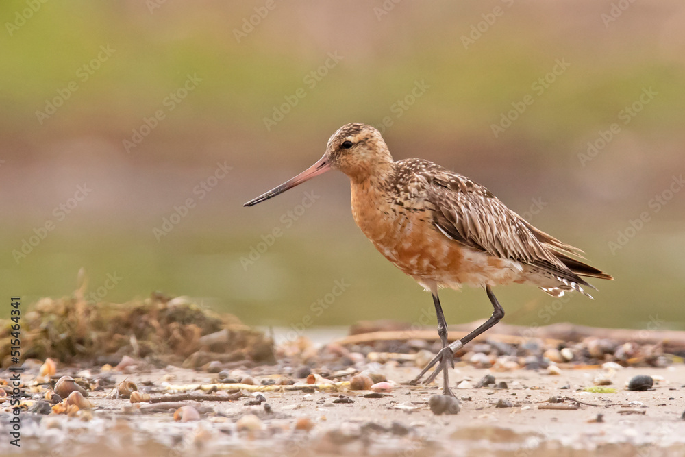Szlamnik, The bar-tailed godwit (Limosa lapponica)