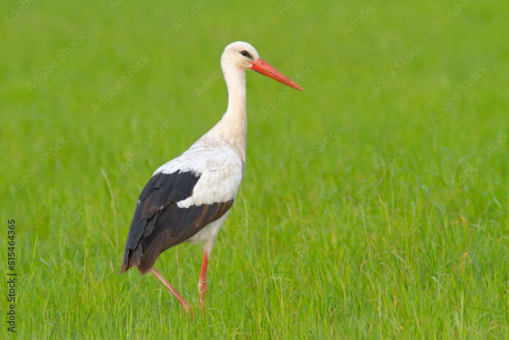 Bocian biały, White stork (Ciconia ciconia) Bocian biały, White stork (Ciconia ciconia)