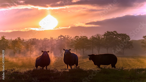 sheep in the sunrise