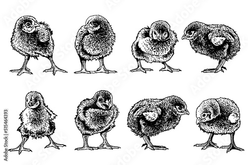 Big vector set of  newborn chicks isolated on white,graphical drawing. Vector illustration