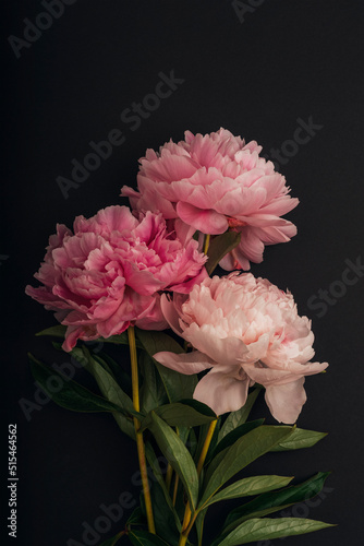 Fototapeta Naklejka Na Ścianę i Meble -  Three pink peony flowers on black background