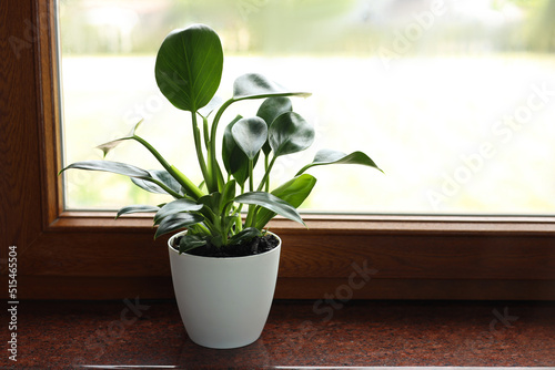 Beautiful green houseplant on window sill indoors  space for text