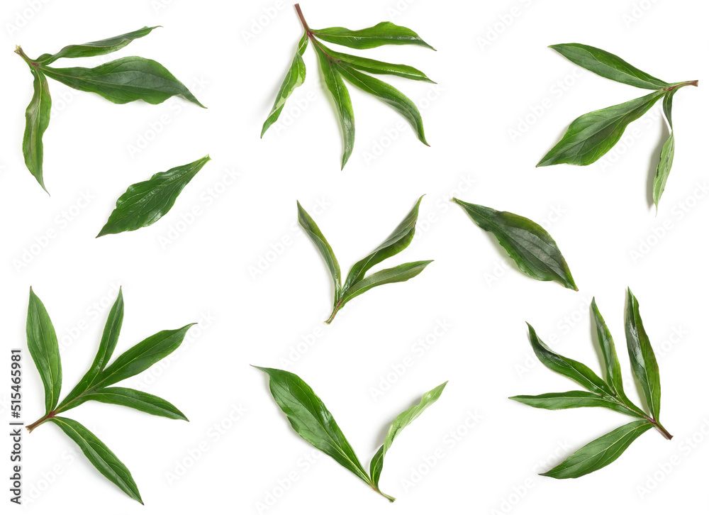 Composition of peony leaves. Composition of peony leaves.