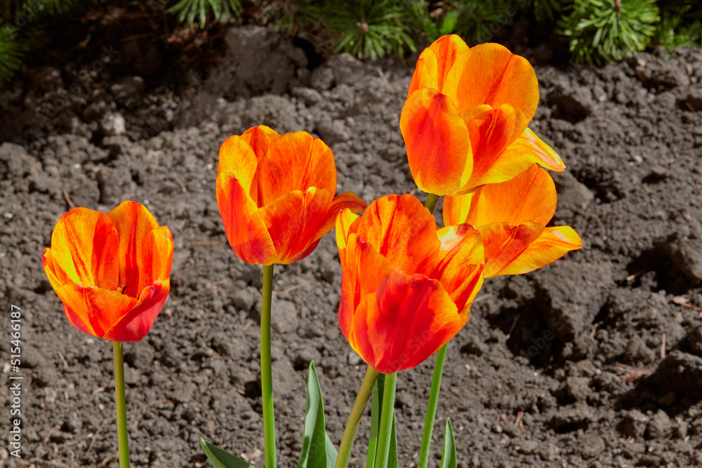Group of orange tulips growing on dark background Group of orange tulips growing on dark background