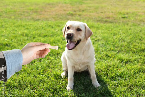 Woman giving tasty bone shaped cookie to her dog outdoors  closeup