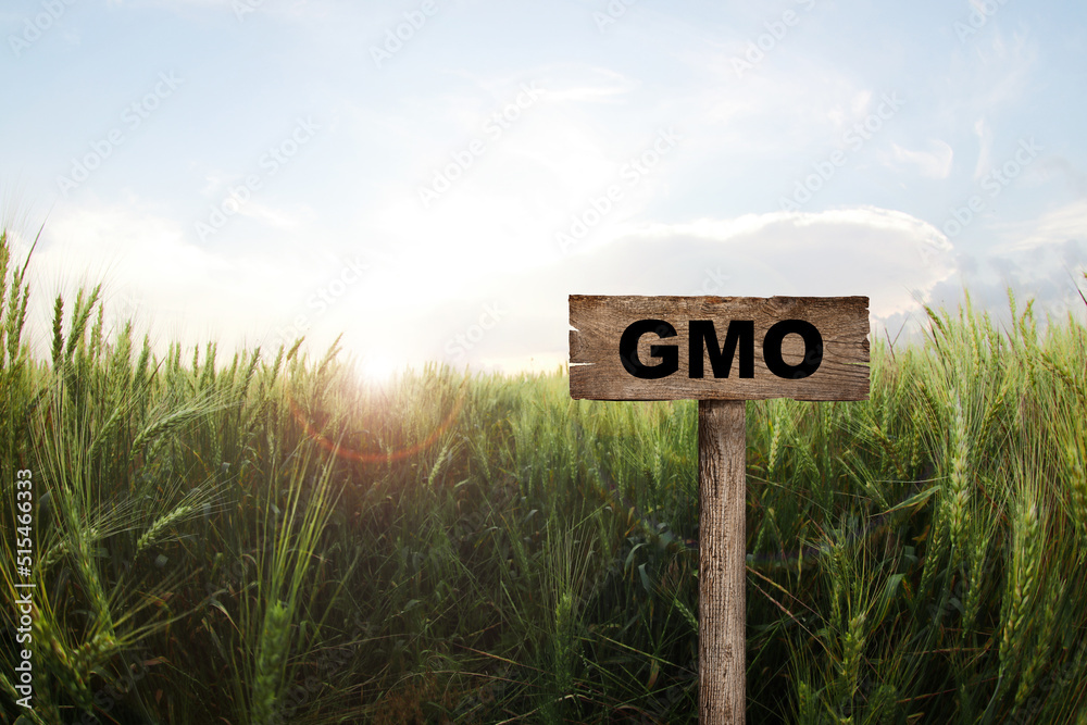 GMO crop. Wooden sign in field with ripening wheat - obrazy, fototapety, plakaty 