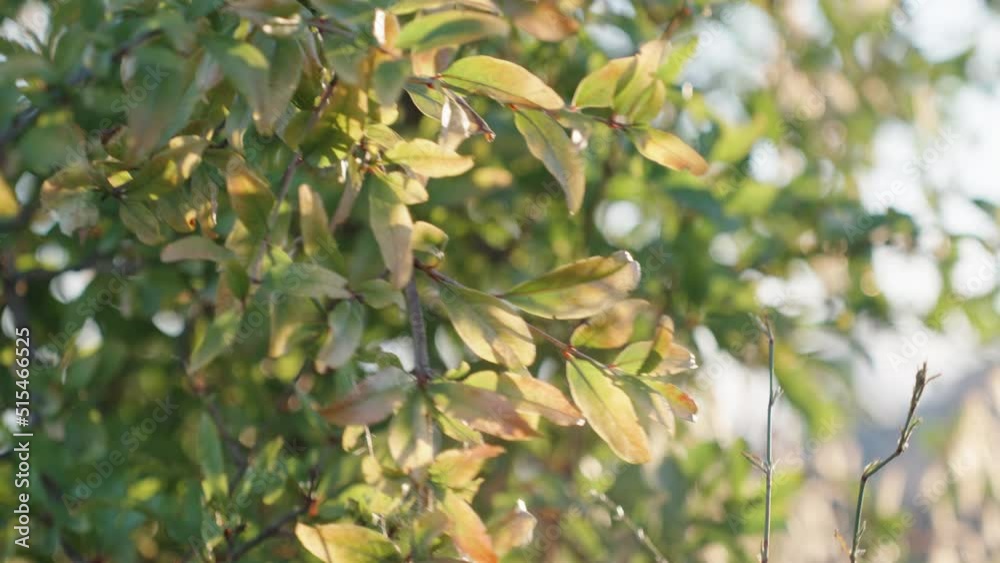 Green pomegranate fruit on a tree sways in the wind Green pomegranate fruit on a tree sways in the wind