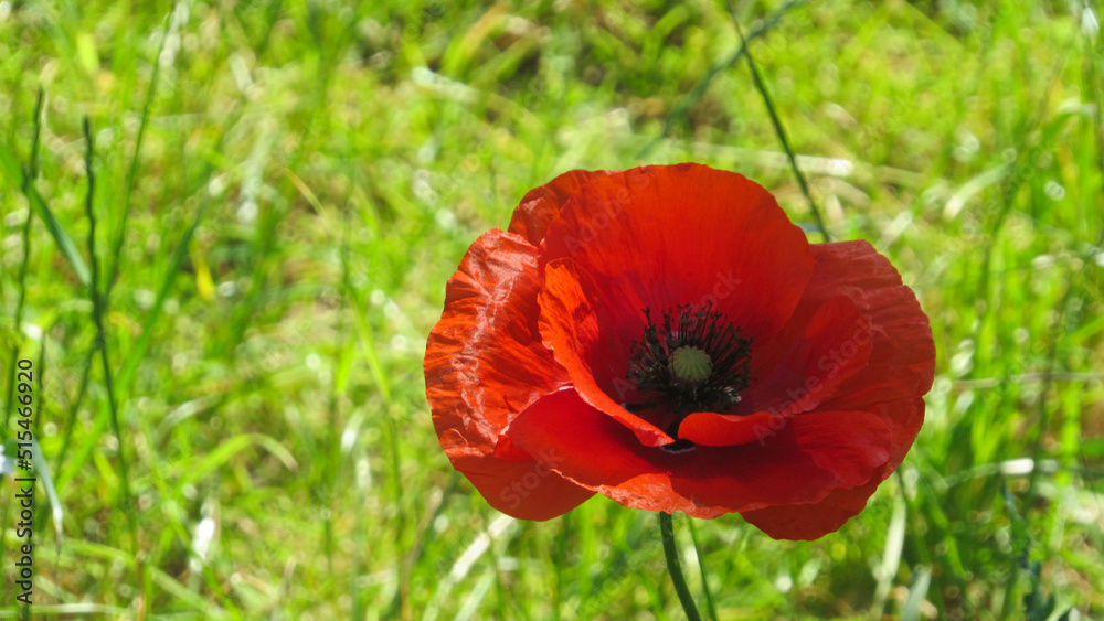 red poppy. poppy flower in the field
