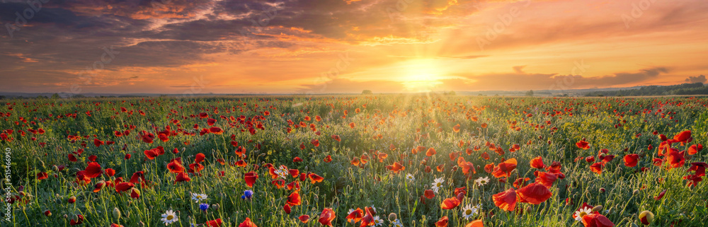 Beautiful summer sunrise over wild flowers meadow Beautiful summer sunrise over wild flowers meadow