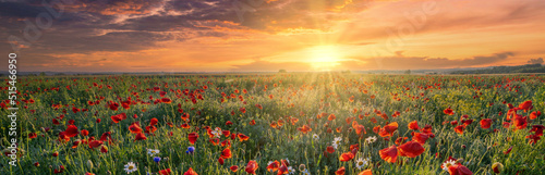 Beautiful summer sunrise over wild flowers meadow