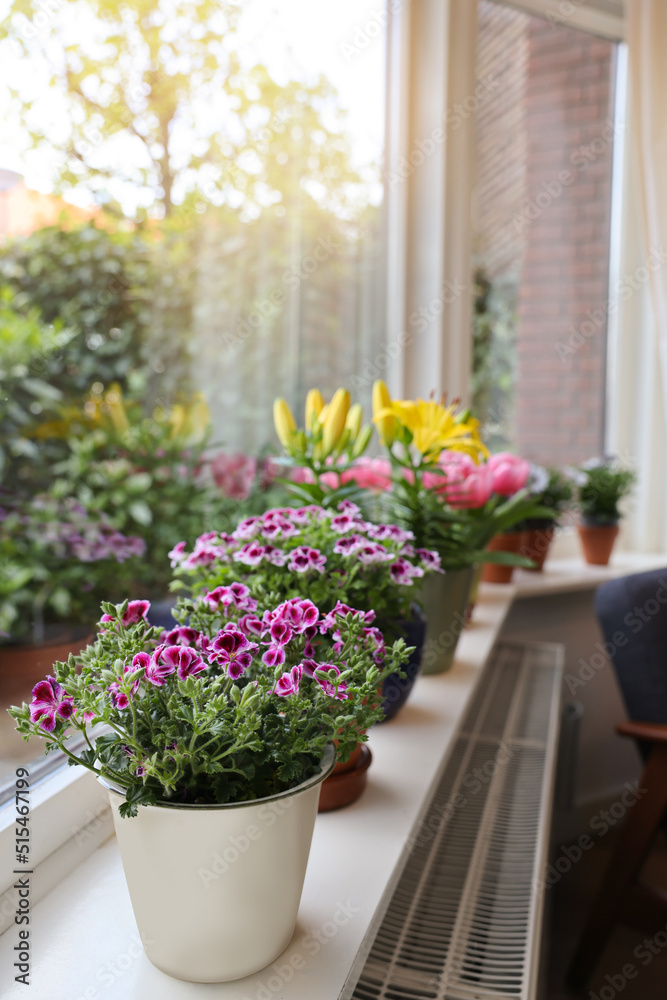 Many beautiful blooming potted plants on windowsill indoors, space for text