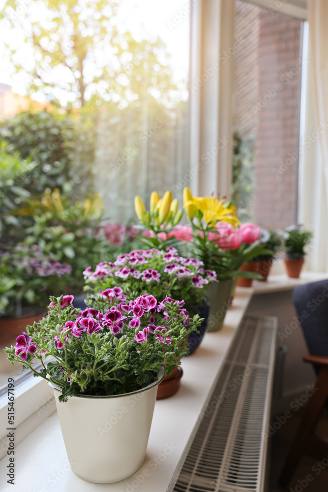 Fototapeta premium Many beautiful blooming potted plants on windowsill indoors, space for text