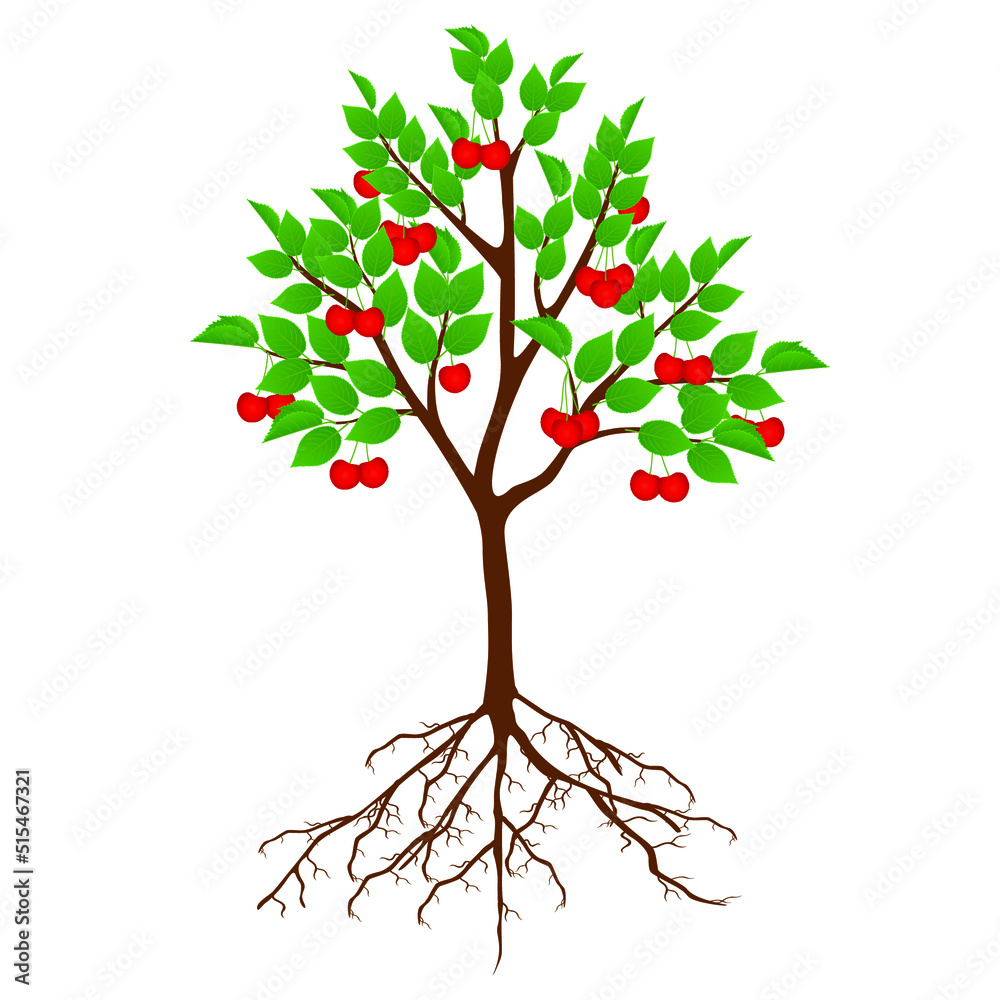 Tree cherry with fruits and roots on white background.