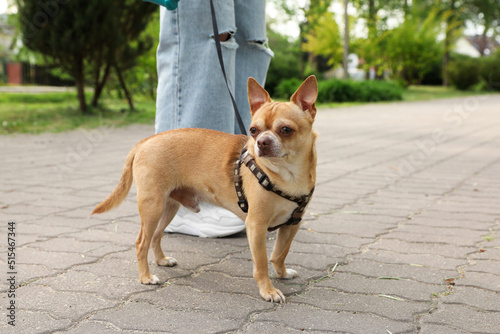 Fototapeta Naklejka Na Ścianę i Meble -  Owner walking with her chihuahua dog in park, closeup