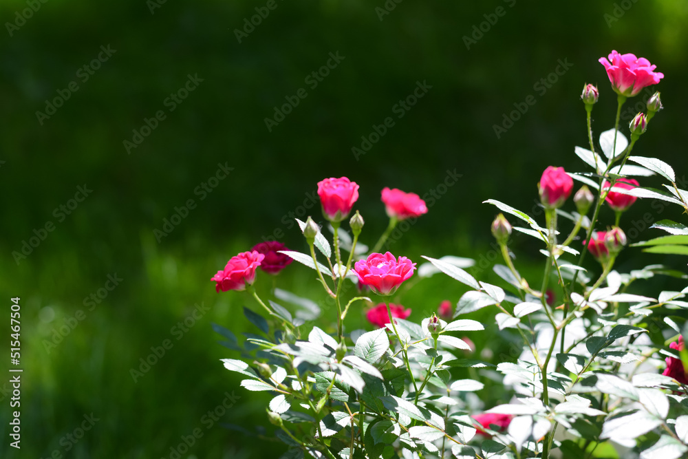 Beautiful blooming rose bush outdoors on sunny day Beautiful blooming rose bush outdoors on sunny day