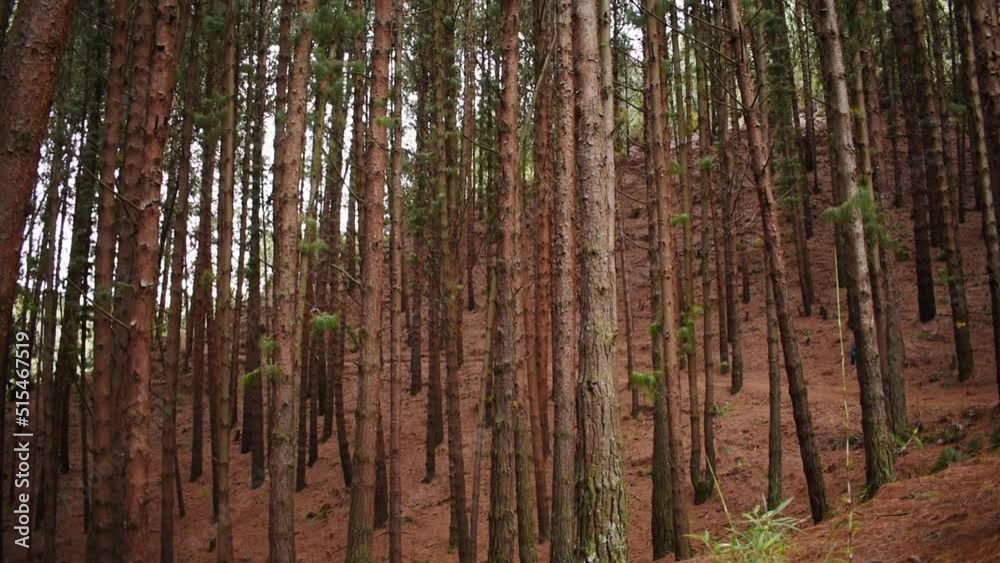 Young woman walking on Bogota mountain path through a forest Young woman walking on Bogota mountain path through a forest