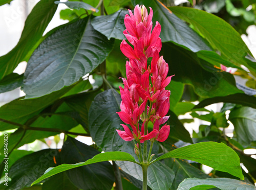 kwitnący kwiat egzotyczny Megaskepasma erythrochlamys , brazylijski czerwony płaszcz
