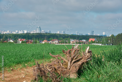 gnarled branches and roots of an upturned tree photo