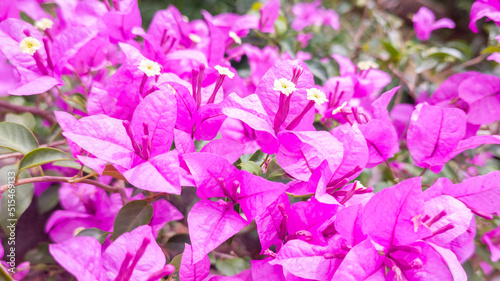 bunch of blooming bougainvillea flowers, vibrant pink color floral background, taken in shallow depth of field