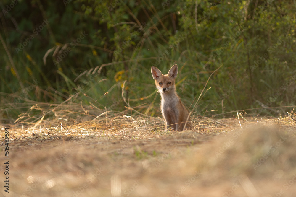 renard renard