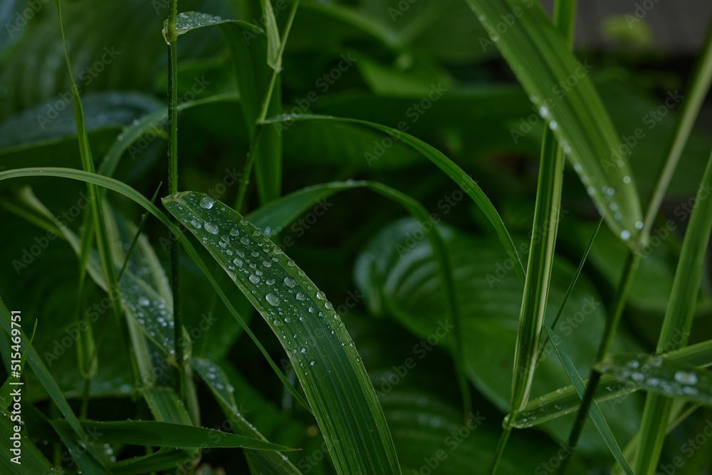large green leaves with dew drops, background of green leaves large green leaves with dew drops, background of green leaves