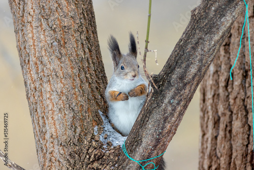 squirrel on a tree in the park