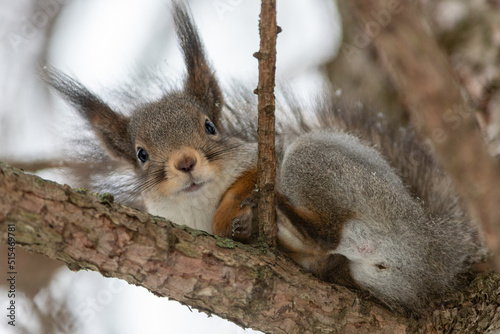squirrel on a tree in the park
