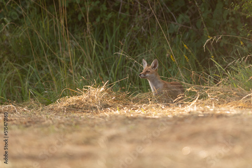 renard 