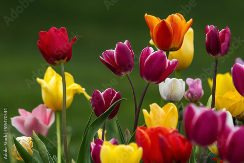 tulips in the garden