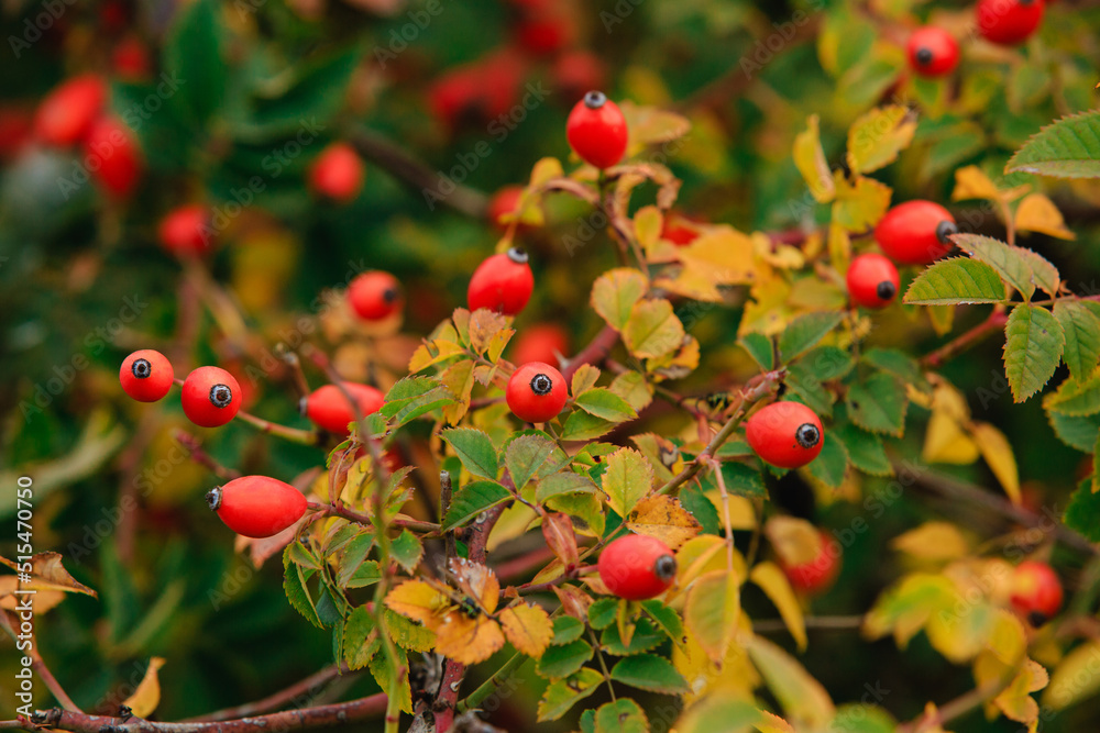 Red rosehip berries on a branch. Red ripe autumn berries in a natural environment. The season of autumn berries. A natural source of vitamin C.