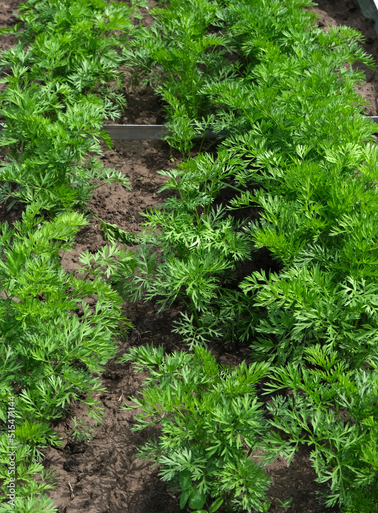 tops of carrots on a bed in the garden tops of carrots on a bed in the garden