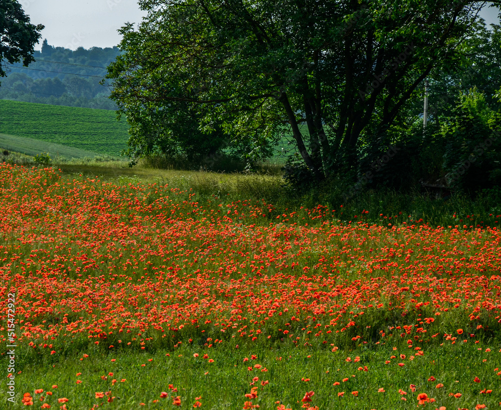 Blooming red poppy in a wheat field - Papaver rhoeas . Blooming red poppy in a wheat field - Papaver rhoeas .