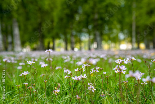 Fototapeta Naklejka Na Ścianę i Meble -  Summer park with a field of white flowers