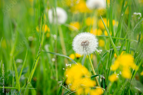 Yellow dandelions in the green grass in summer